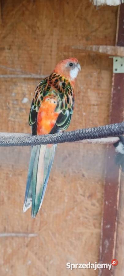 Rozella Białolica mazowieckie Krupia Wólka