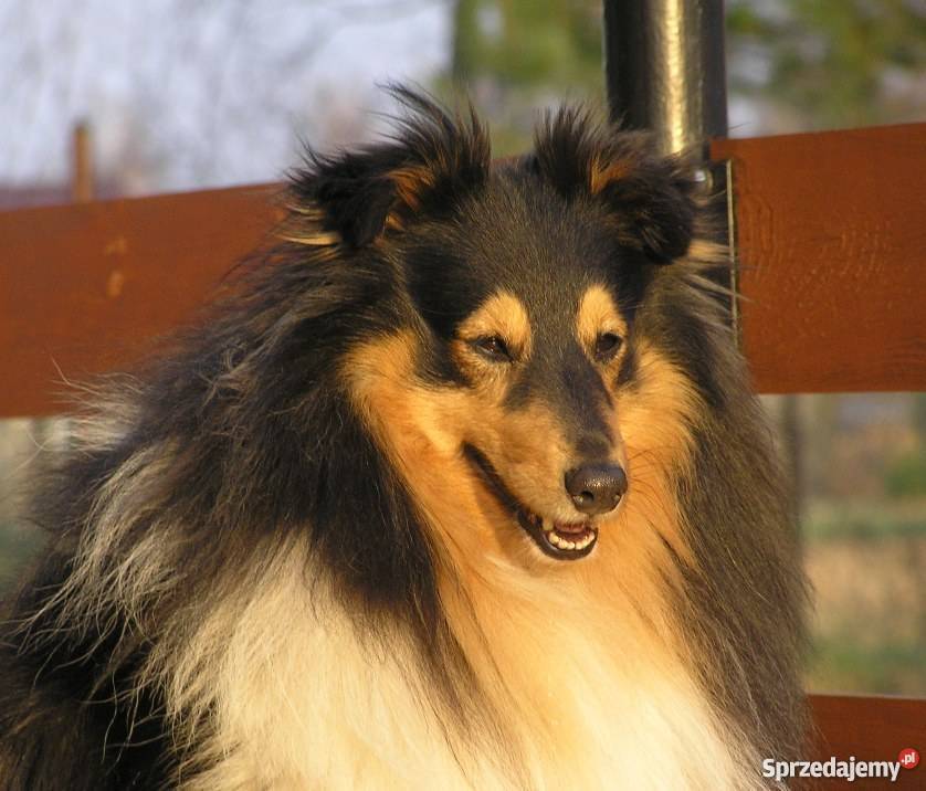 Owczarek szetlandzki shelie szczenięta Jaktorów