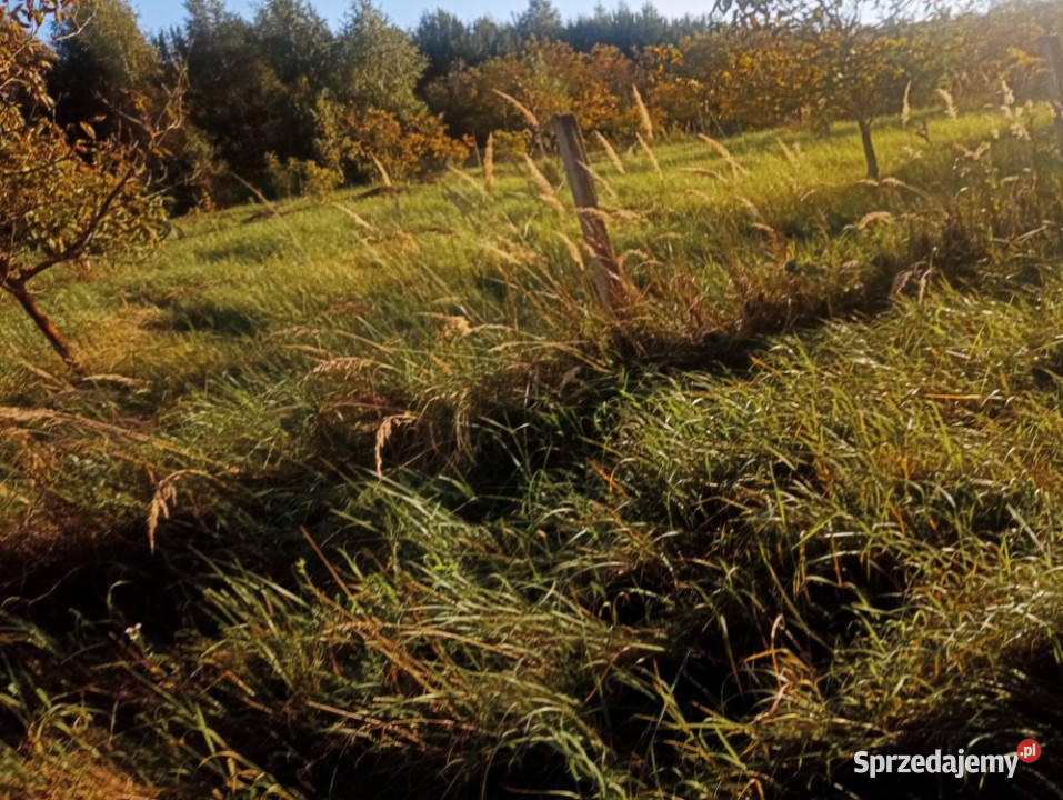Wyjątkowa działka w sercu natury Albigowa 77 Grunty i działki podkarpackie sprzedam