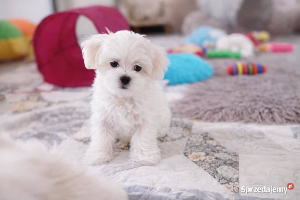 Maltańczyk suczka śląskie Racibórz sprzedam