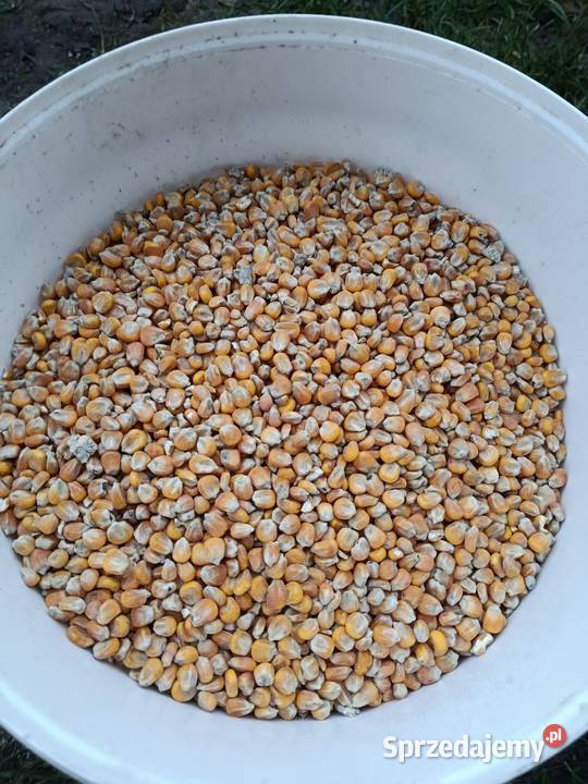 Kukurydza sucha Nasielsk sprzedam
