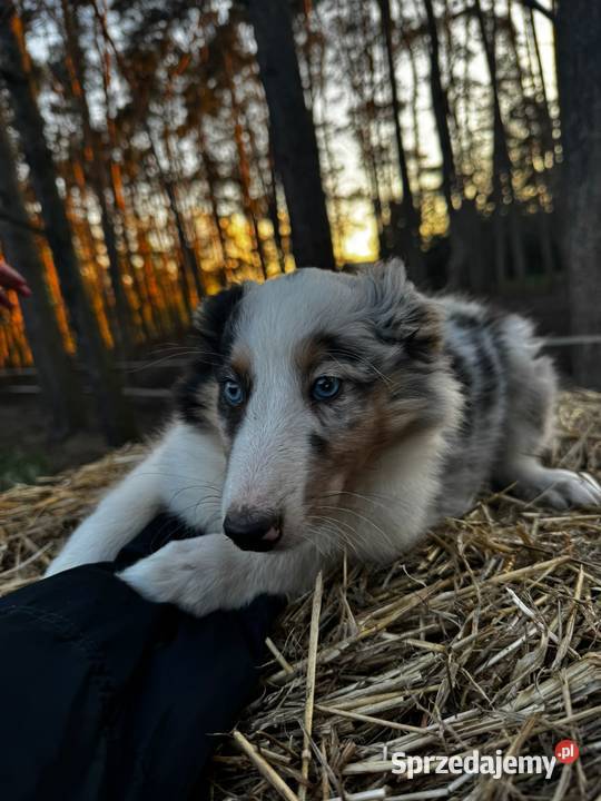Owczarek szkocki collie