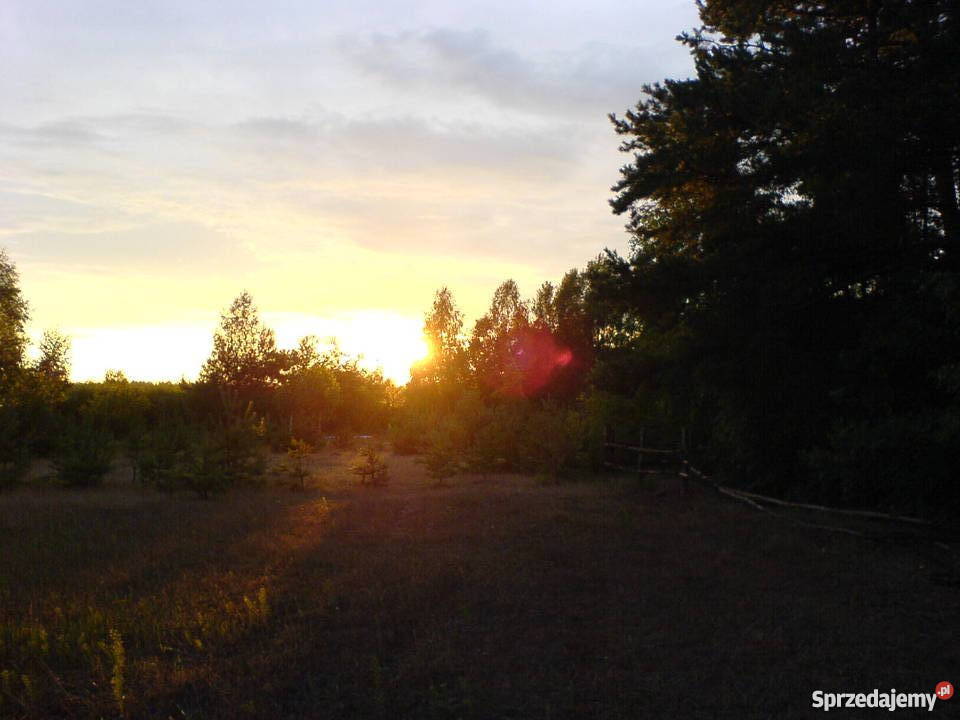 LAS 25 000 m2 STANISŁAWÓW TURZE PAPIERNIA Stanisławów