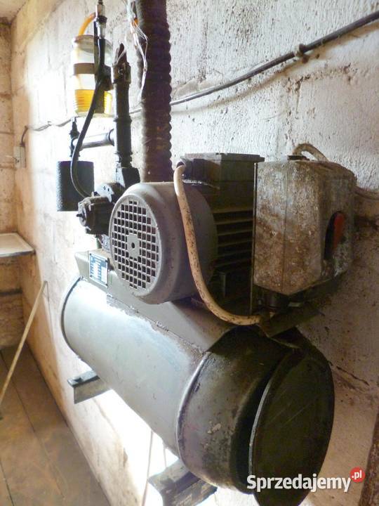 Dojarka czeska Czarna Wielka sprzedam