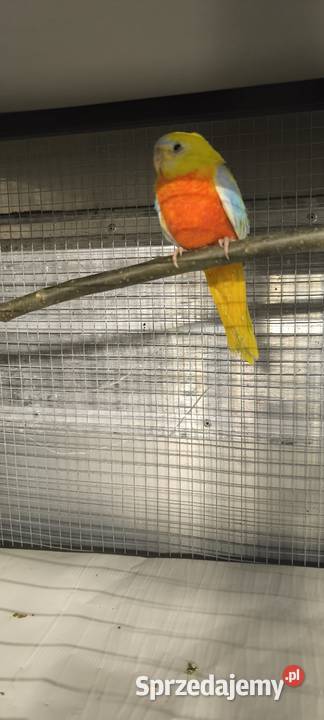 Łąkówka turkusowa 25 Poznań