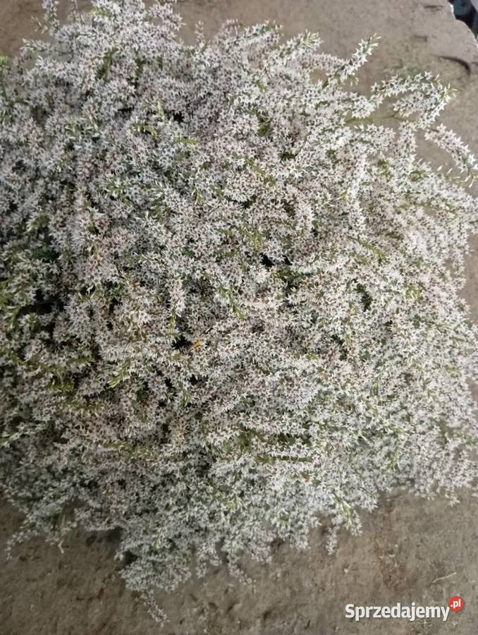 statica zatrwian tatarski 2025 Krasnystaw