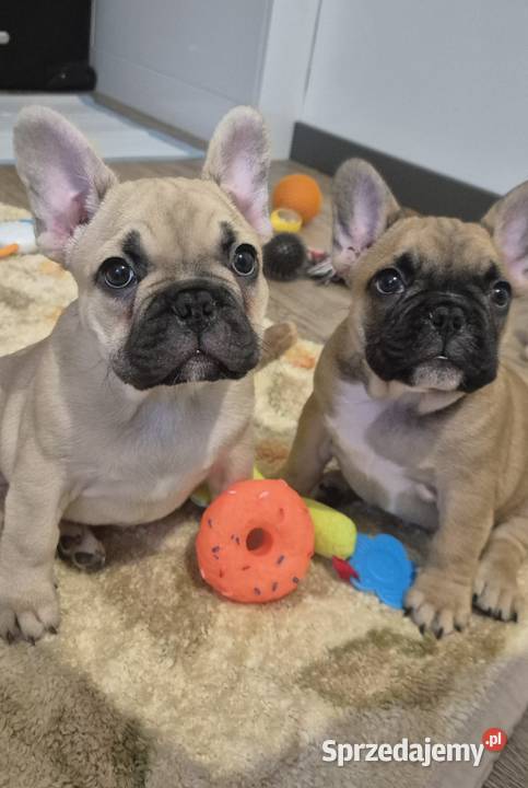 Buldog francuski szczeniaczki łódzkie Czyżeminek