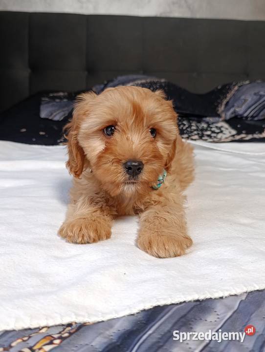 Suczka Cavapoo Pozostałe