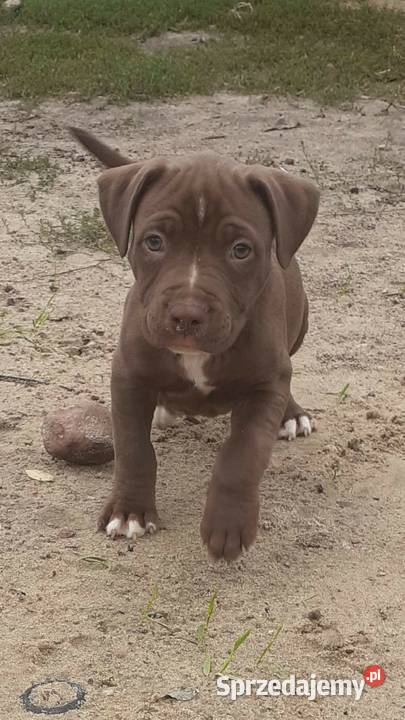 Szczeniaki PITBULL Miszewo B sprzedam