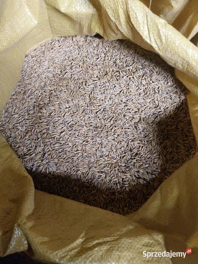 Owies oczyszczony Zboża podlaskie Zambrów