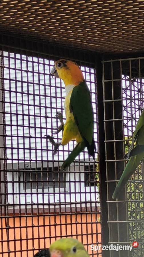 Barwinka białobrzucha Bydgoszcz