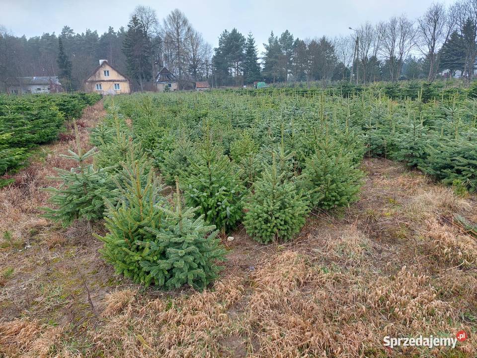 Świerk srebrny szkółkowany 67 letni Osuchów