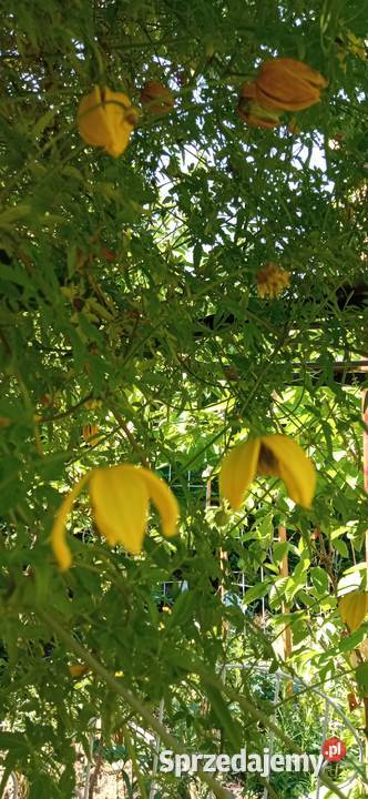 Bill Mackenzie powojnik clematis pnącze Pozostałe Nowy Sącz sprzedam