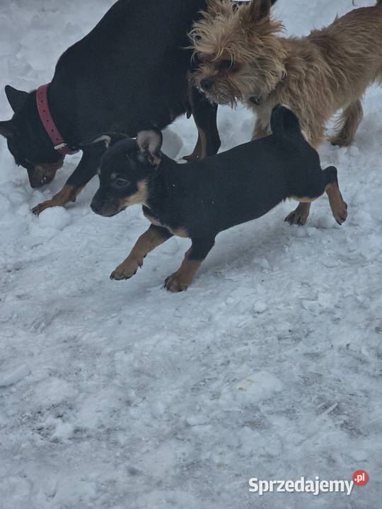 Suczka pinczerek miniaturka Chróścin sprzedam