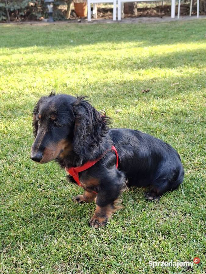 Jamnik długowłosy suczka 55 miesiąc mazowieckie Żyrardów