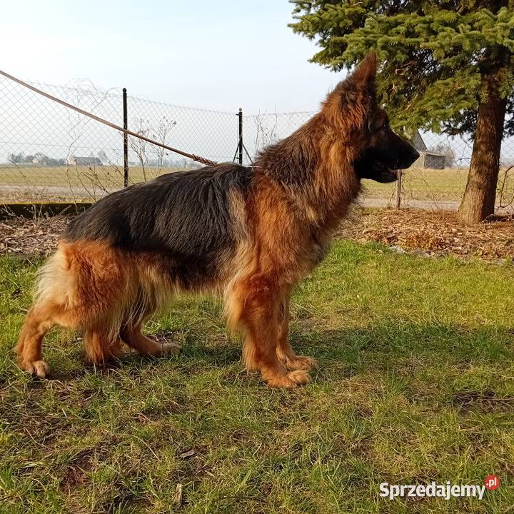 Szczenięta Owczarek Niemiecki Długowłosy Grzęby sprzedam