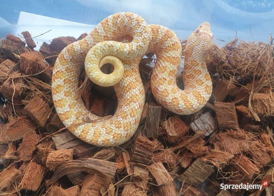 Węże królewskie zbożowe heterodony