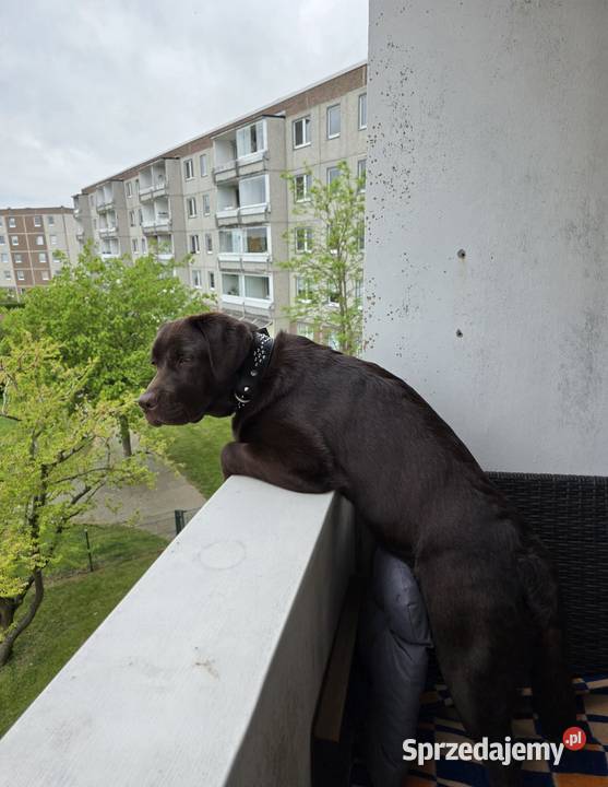 8 miesiecznyLabrador Retriever Szczecin