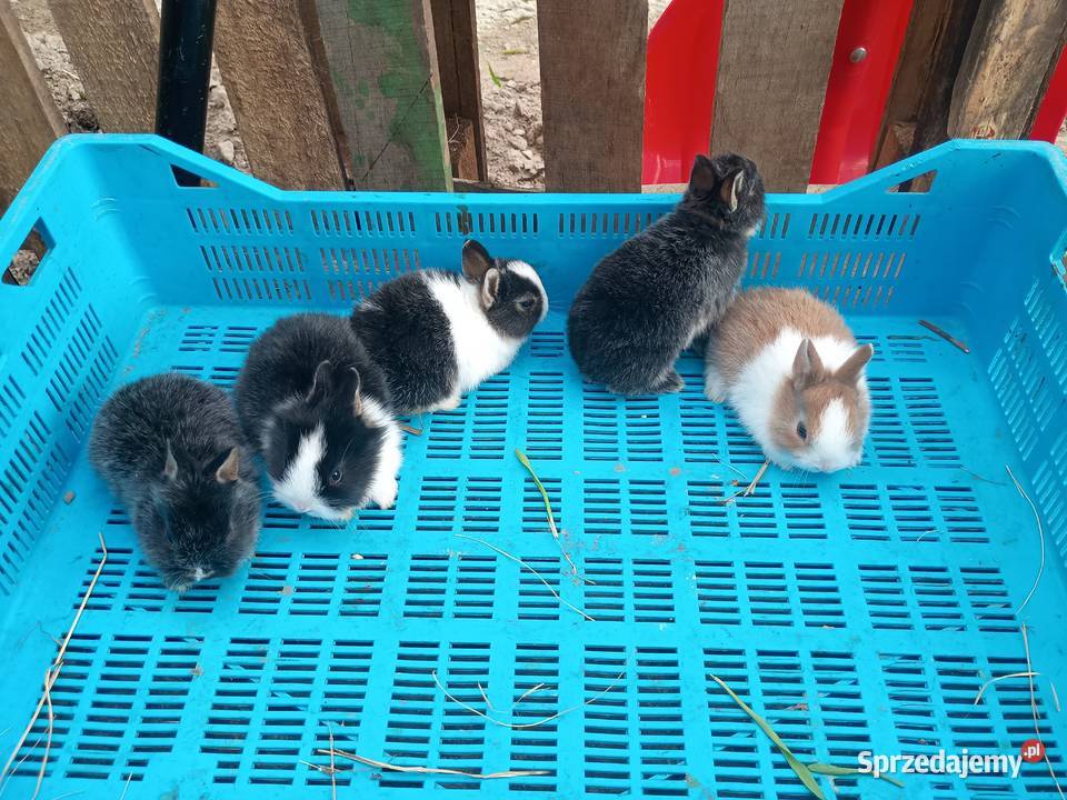 Sprzedam króliki miniaturki Gryzonie Tomaszów Lubelski