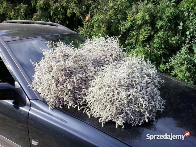 Zatrwian Tatarski Statycja KWIATY mazowieckie Chmielew