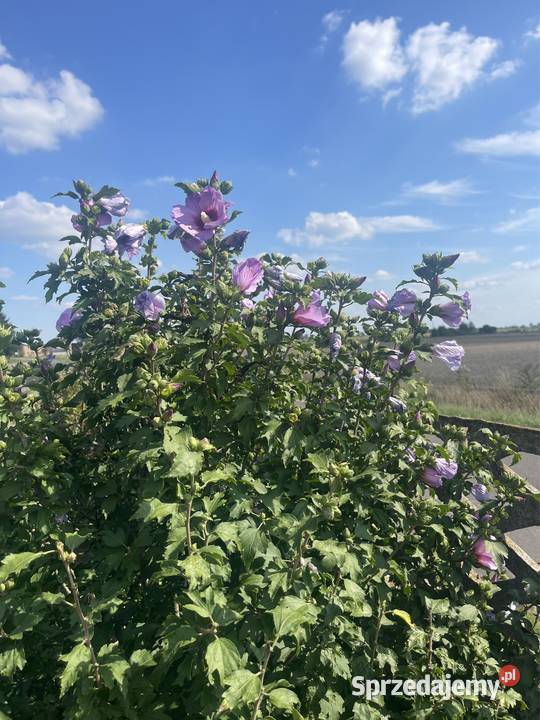 Hibiskus Spławie sprzedam