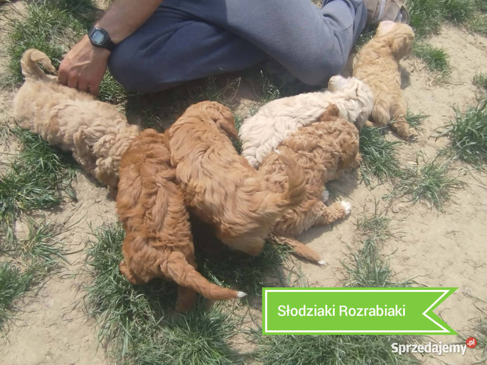 Goldendoodle F1B hybryda Rzeszów