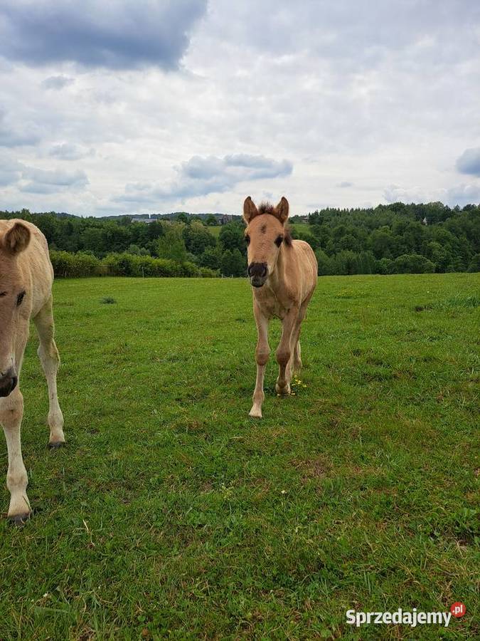 Konie Konik polski Ogierek Tłuczań