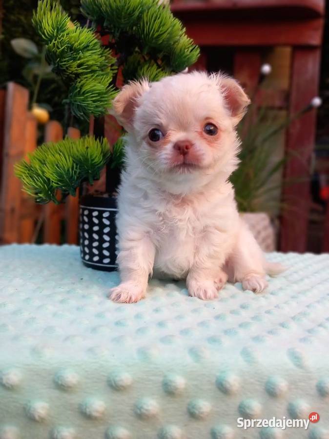 Chihuahua długowłosy opolskie Strzelce Opolskie