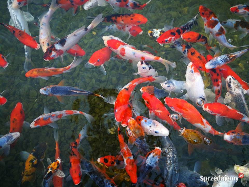 Karpie koi Ryby opolskie