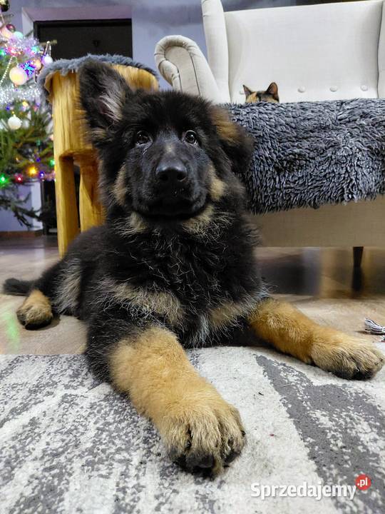 Suczka Owczarek Niemiecki Długowłosy kujawsko-pomorskie Grzęby