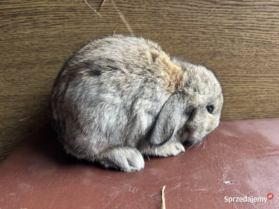 Baran Francuski króliki Gryzonie mazowieckie Kotuń