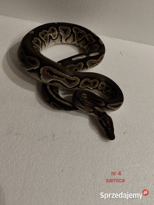 Węże regiusy Dąbrowa Górnicza