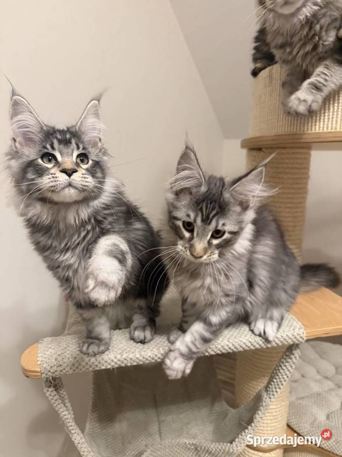 Sprzedam kota Maine Coon FPL sprzedam