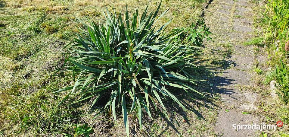 Ogródek działkowy ROD Grunty i działki