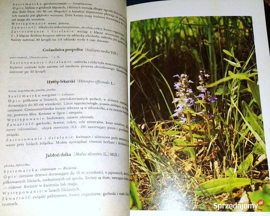 Przewodnik ziołolecznictwa ludowego E Kuźniewski miękka Chełm sprzedam