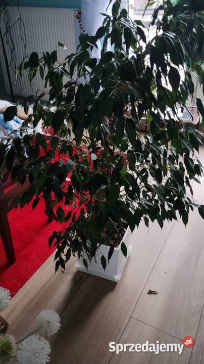 Kwiaty duże wyrośnięte palma asparagusBenjamin Krapkowice sprzedam