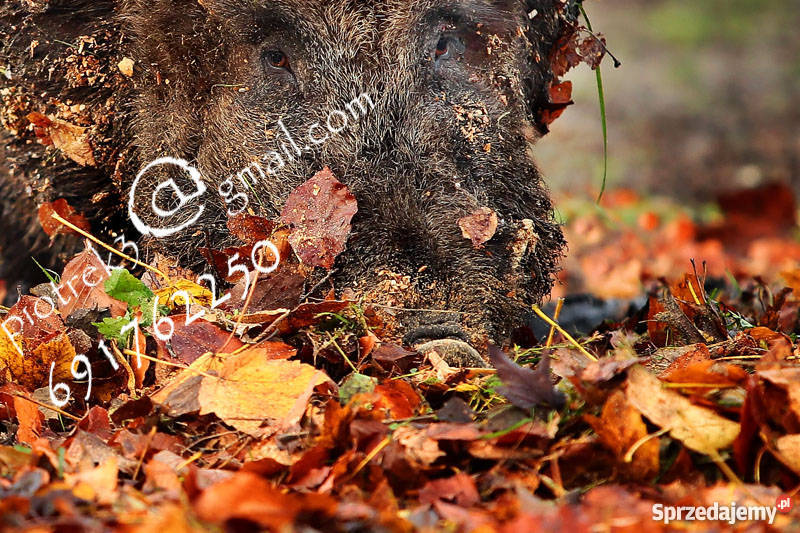 Dzik odyniec Foto obraz