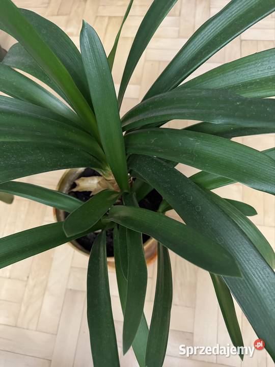 Kliwia pomarańczowa doniczkowa clivia miniata Częstochowa