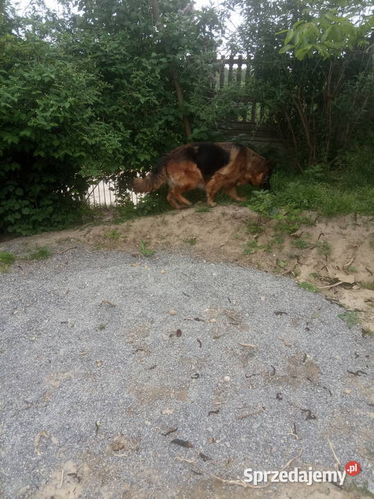 Owczarek niemiecki długowłosy dorosła suczka