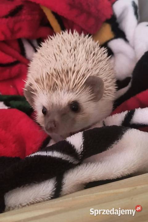 Jeż afrykański pigmejski z papierami ksiazeczka Bielsko-Biała sprzedam