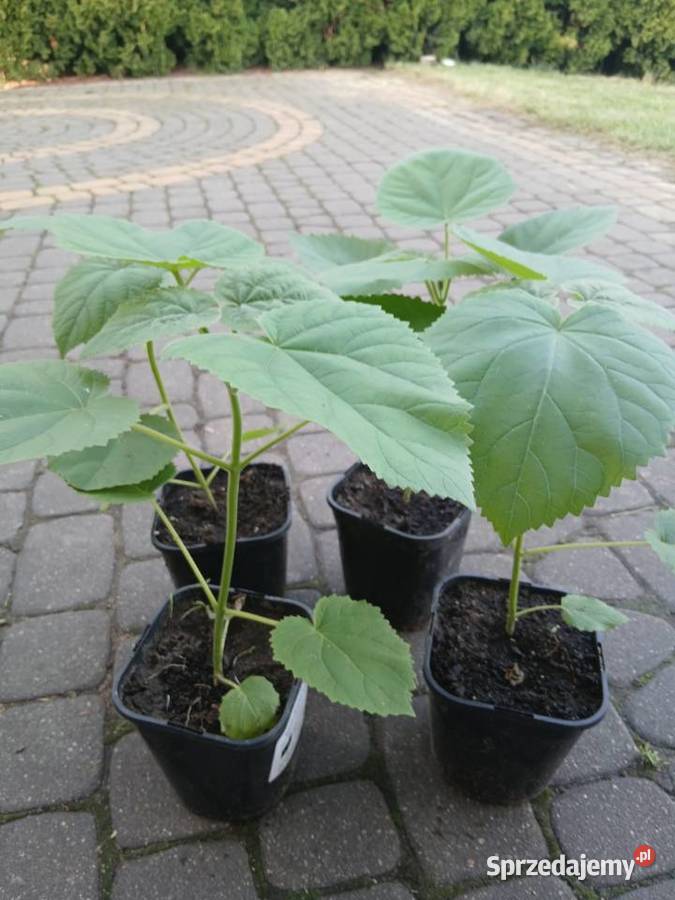 Drzewa tlenowe paulownia sadzonki mazowieckie Sochaczew