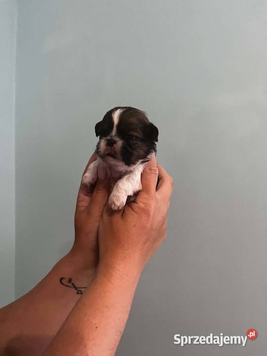 Mini sunia shih tzu Shih Tzu kujawsko-pomorskie Ciechocin