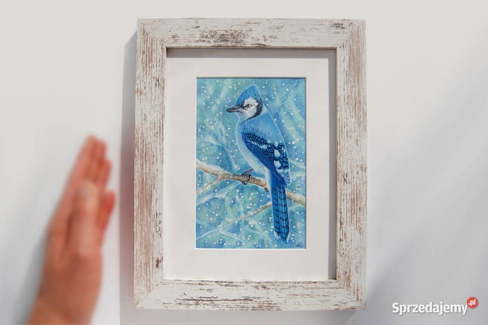 Blue Jay modrosójka błękitna ptak zima akwarela niebieski Lublin sprzedam