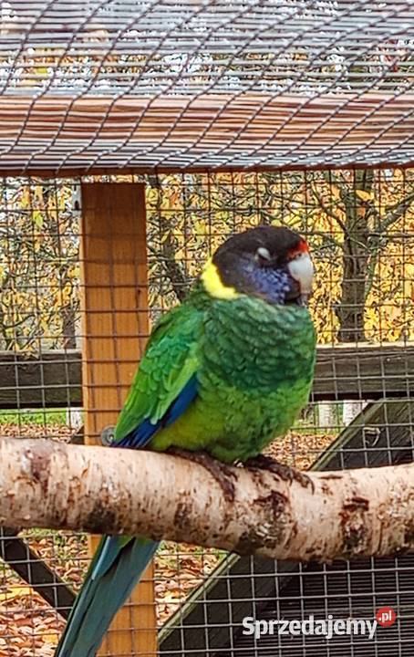 Barnard czarnogłowy Środa Wielkopolska sprzedam