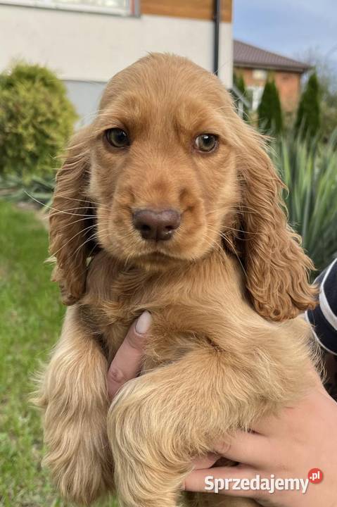 Cocker Spaniele Angielskie Piątek