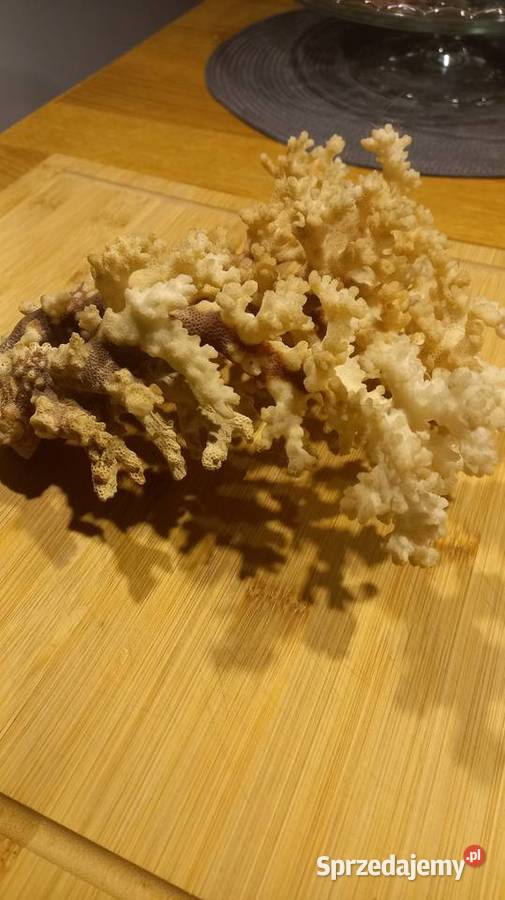 Koralowiec naturalny Kórnik