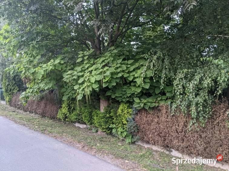 Piękna działka Budowlana Cisza i Spokój MEDIA Skowierzyn