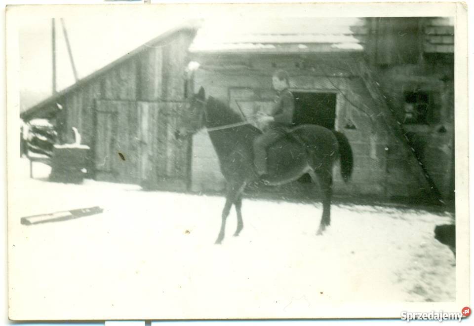 Stare zdjęcie koń pies chłopiec dziecko szopa Ostrów Wielkopolski sprzedam