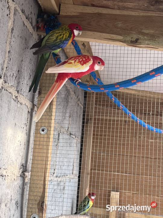 Sprzedam papugi Kalisz
