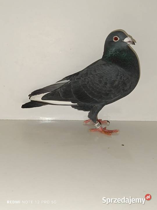 Gołębie Pocztowe Piękne Kolory